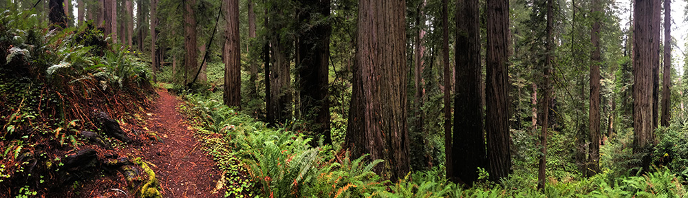 redwoods national park