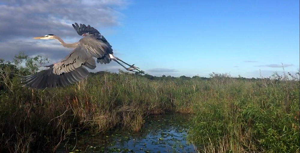 a heron takes flight in the Everglades