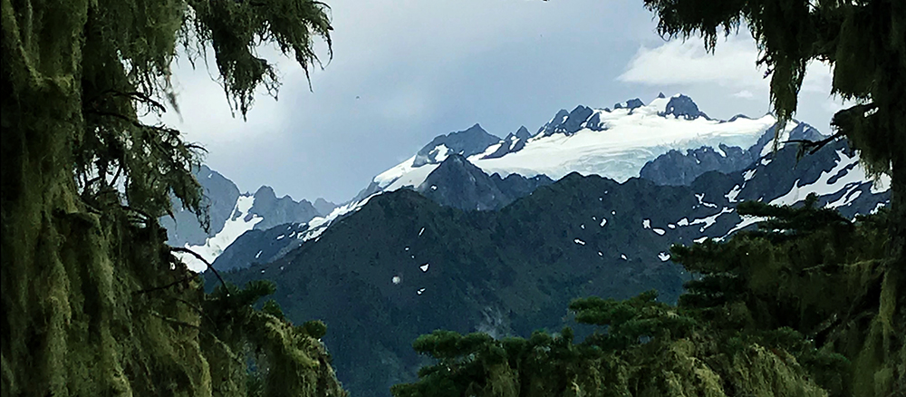 olympic mountains viewed through trees