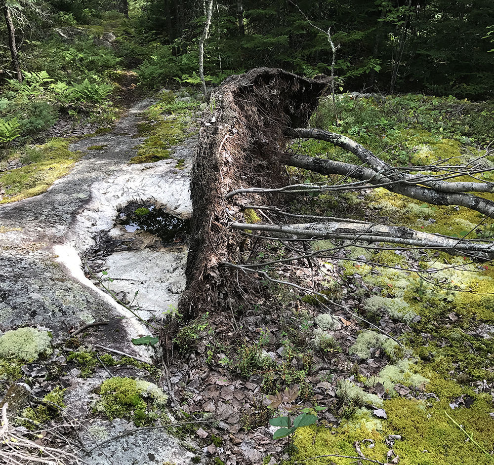 rocky soil provides rough growing environment for trees in voyageurs