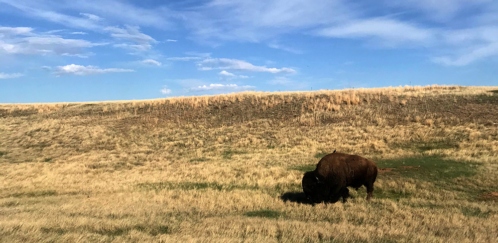 wind cave bison