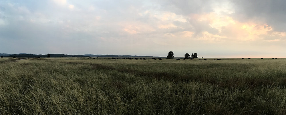 wind cave landscape is an area of transition from grass plains to mountains