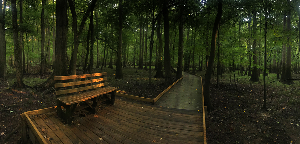 congaree boardwalk hike big trees