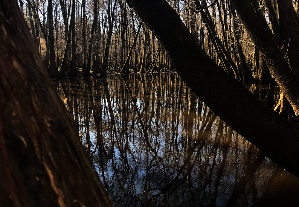 congaree bald cypress trees in winter