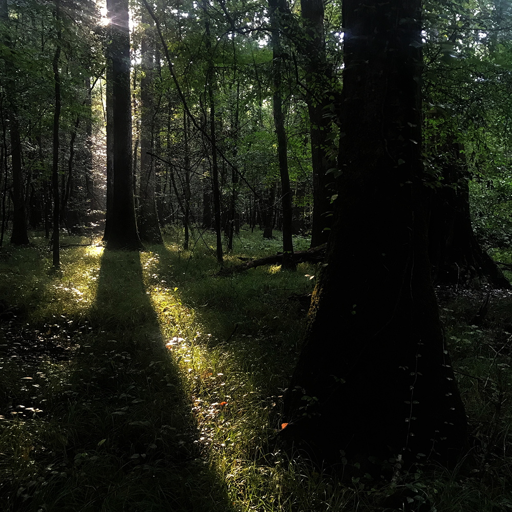 congaree bald cypress at sunset