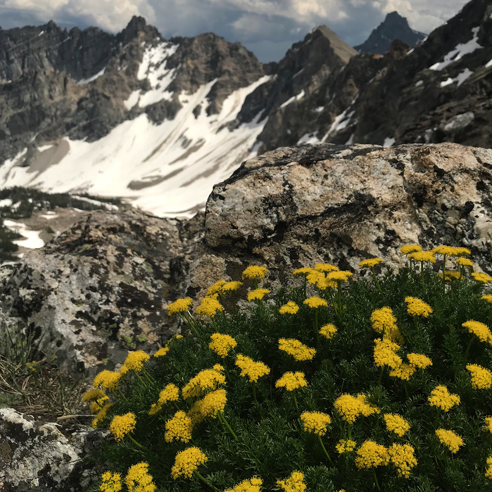 the high country of Grand Teton is littered with surprising life