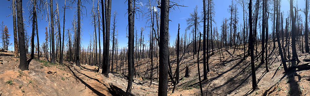 Burnt trees, who lost their lives during a recent fire, line the trail near Rainbow Point. 