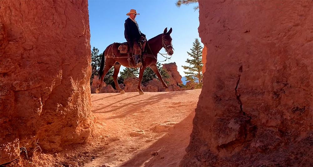 A mule and rider prepare to pass through a tunnel on a trail in bryce canyon