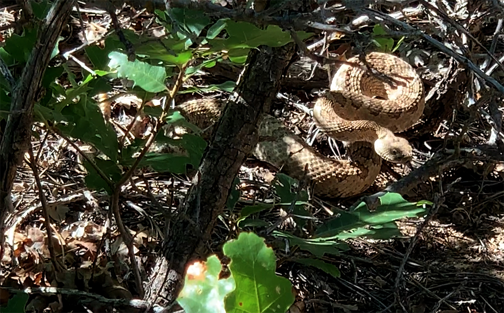 a rattlesnake is coiled and ready to strike