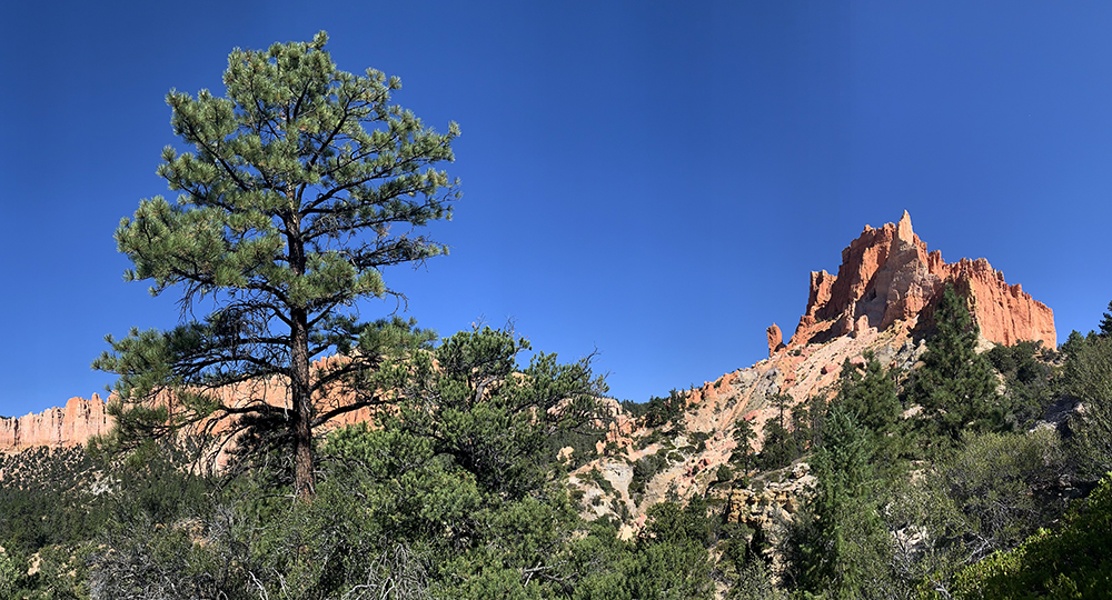 Hiking Bryce Canyon's Under the Rim Trail leads past evergreen trees that stand against red cliffs. 