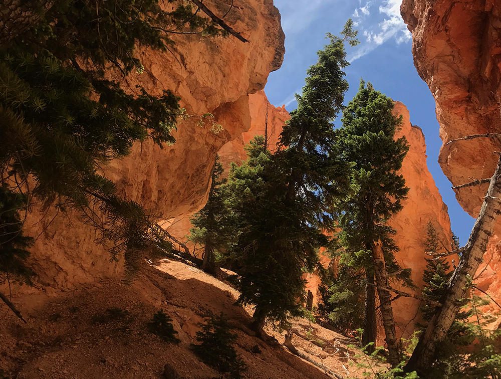 green trees grow between towering red cliffs