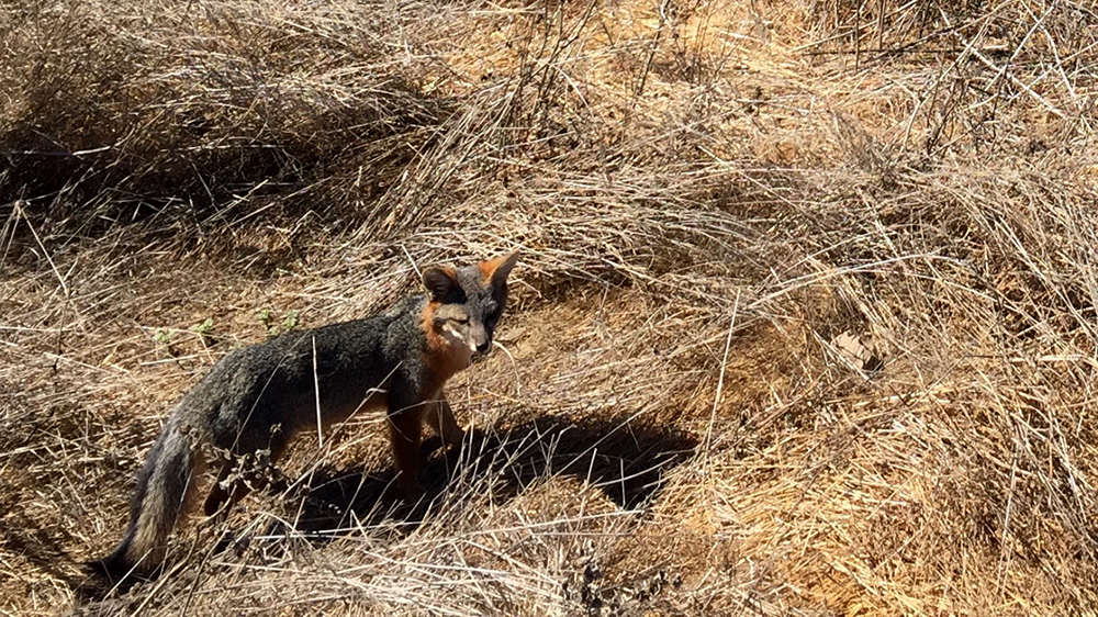 the channel island fox has adapted over centuries to the harsh island environment