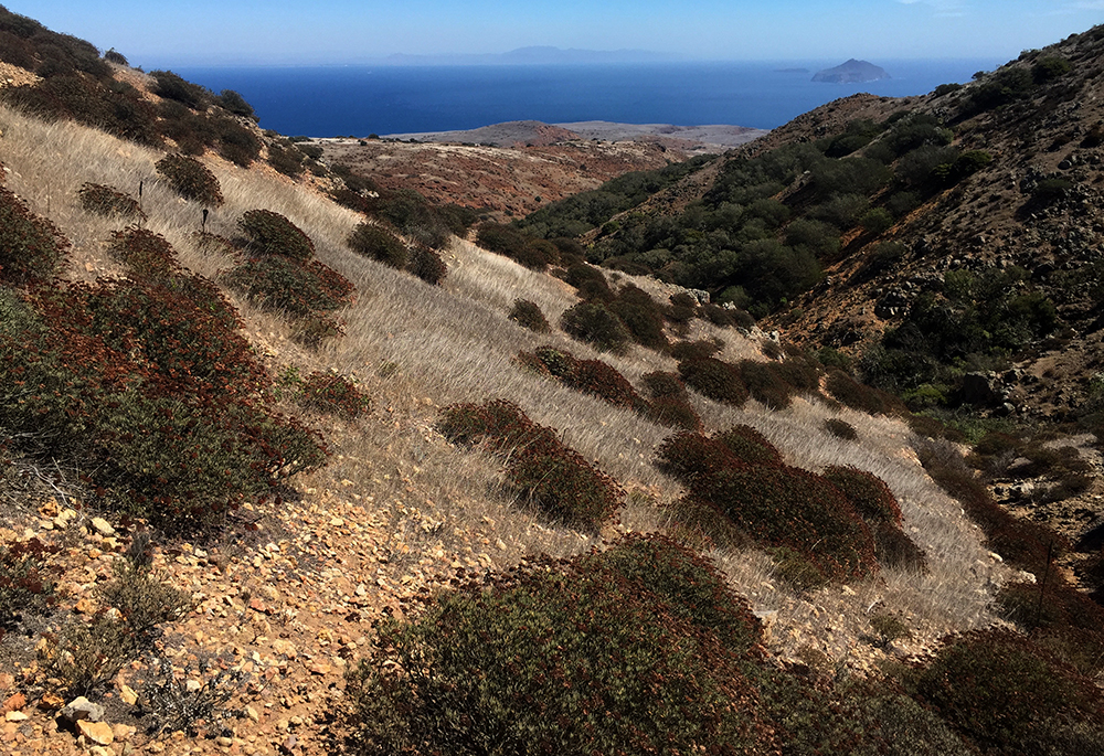 shrubs dot the channel island landscape