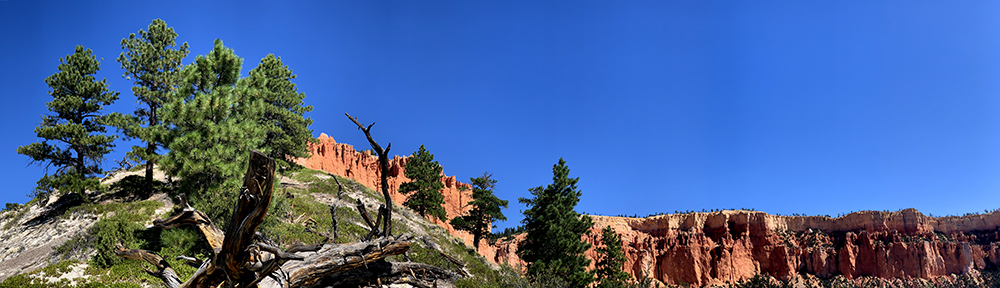 green trees and pink cliffs of bryce