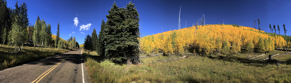 golden trees line the road along the cape royal drive