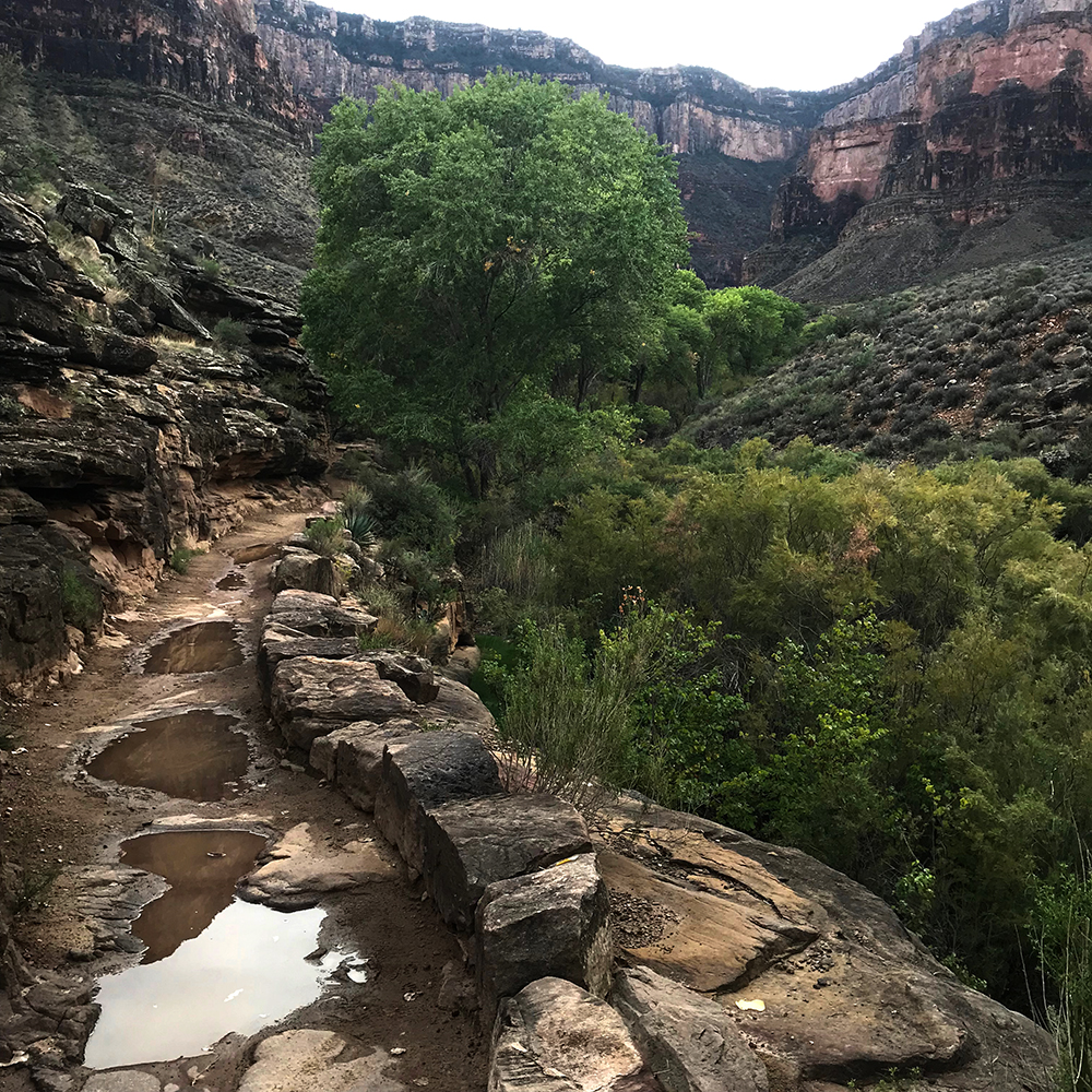 puddles of freshly fallen water dot the trail at Indian Garden