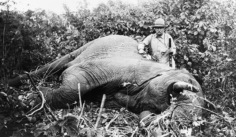 roosevelt leans on an elephant that he shot in africa