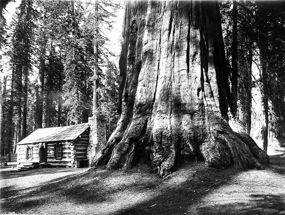 giant tree dwarfs a cabin