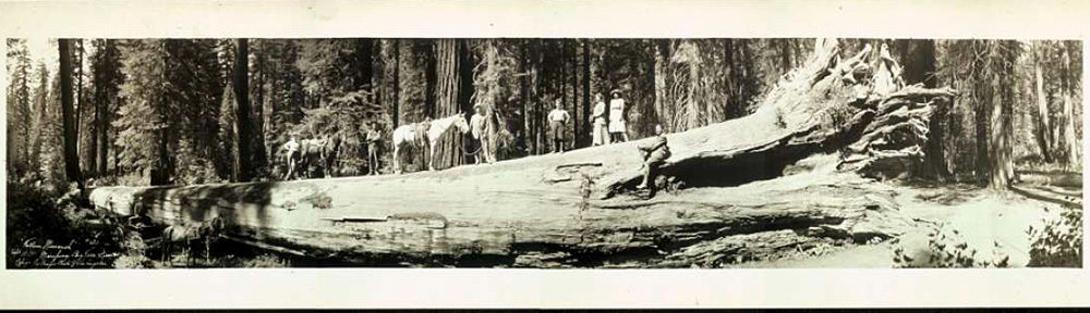 early visitors to yosemite posed on fallen sequoia tree