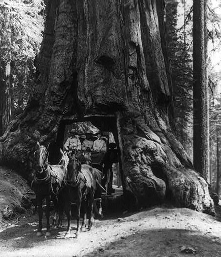 horses pull a wagon through a tree tunnel in yosemite