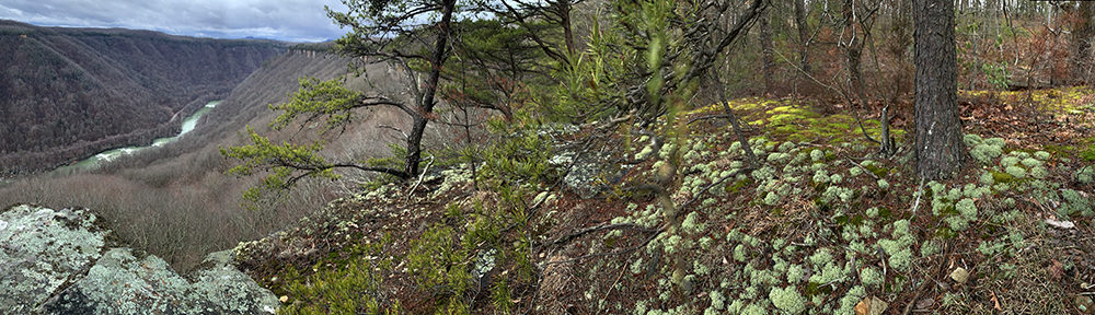 different shades of green moss covers the rock cliffs high above the new river